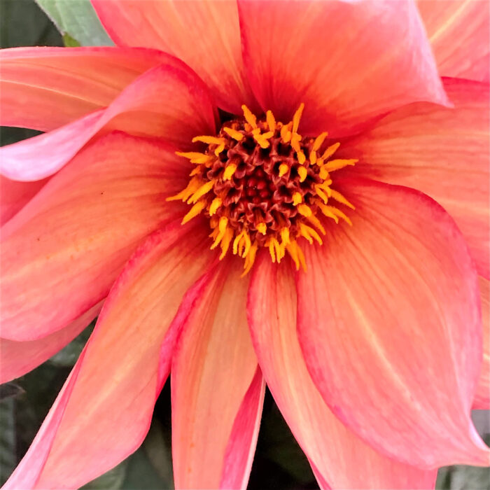 The Best Dahlias for Pollinators in Northern California Fine Gardening