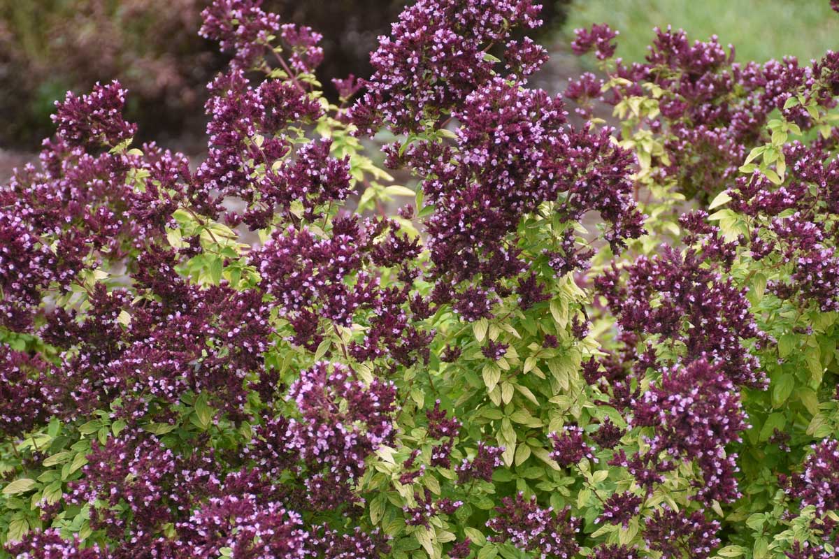 'Drops of Jupiter' oregano