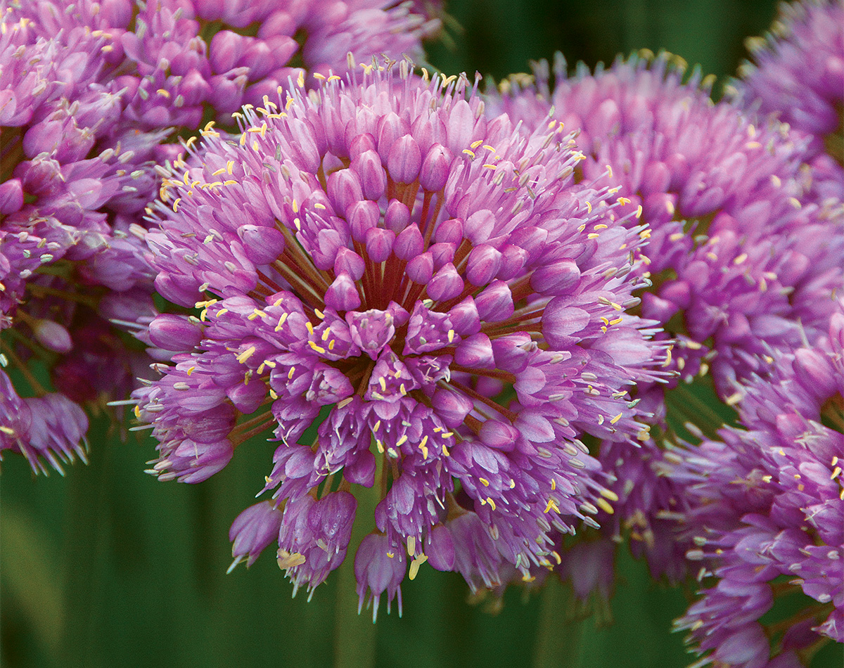 The Best Summer Alliums to Grow: Plant Trial Results - FineGardening