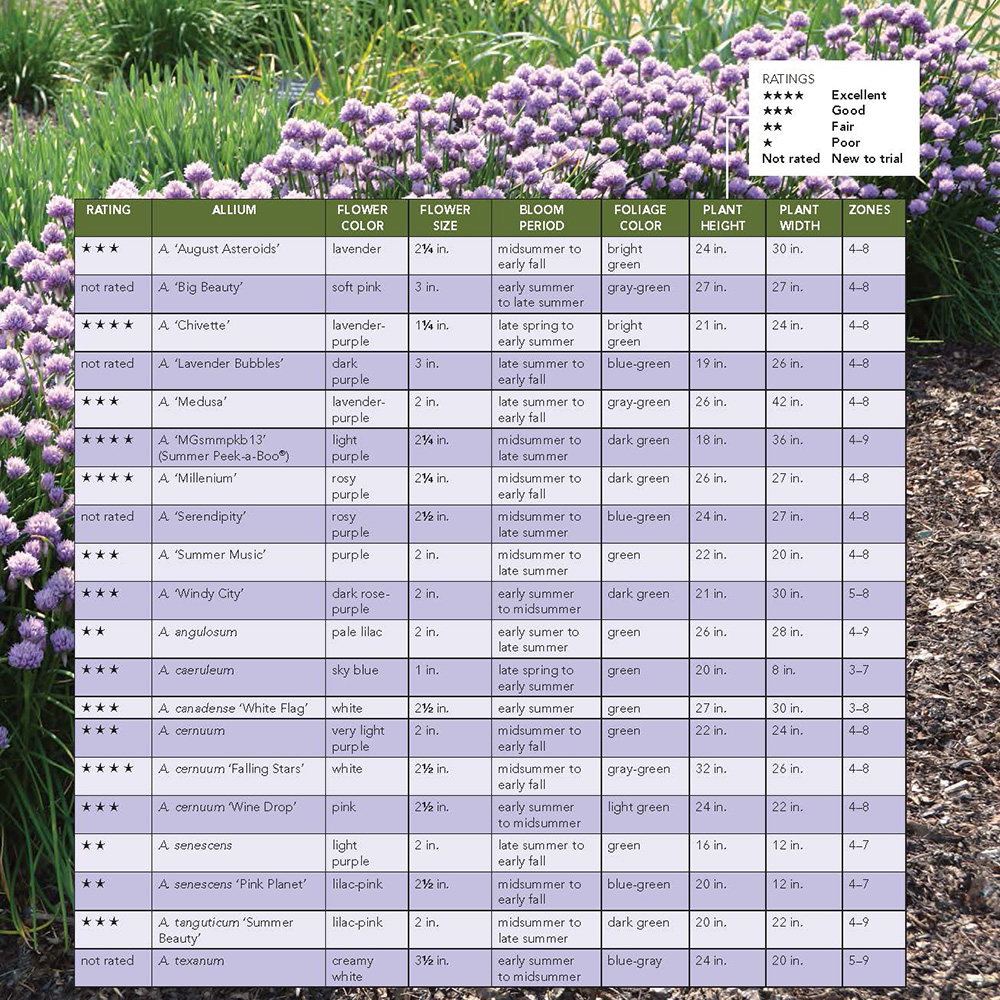 allium trial results chart