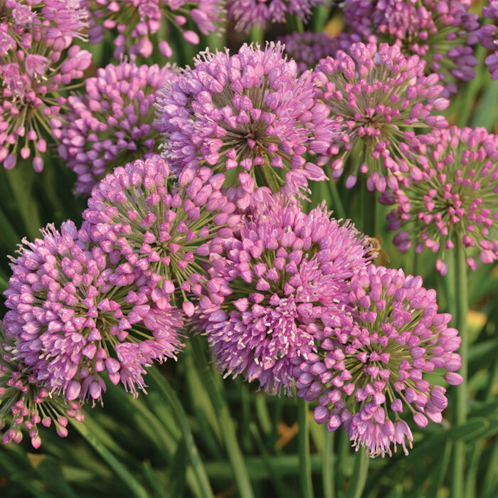 Noteworthy New Summer Alliums Finegardening