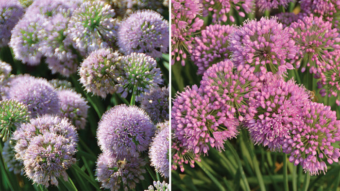 new summer alliums