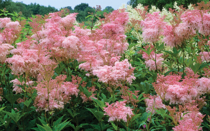 Venusta Queen of the Prairie