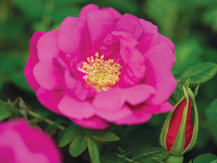 Lottys Love rugosa rose