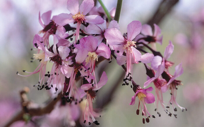 drought tolerant shrubs for the south