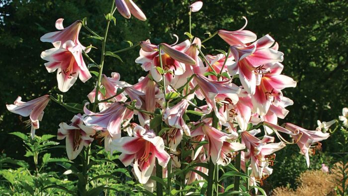 orienpet lilies