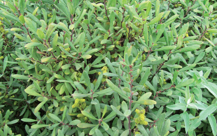 drought tolerant shrubs for the northeast