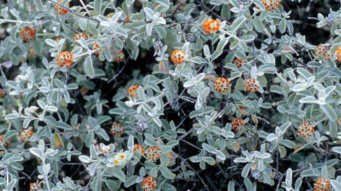 Woolly Butterfly Bush