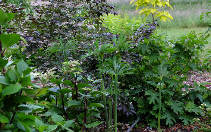 unusual shade plants