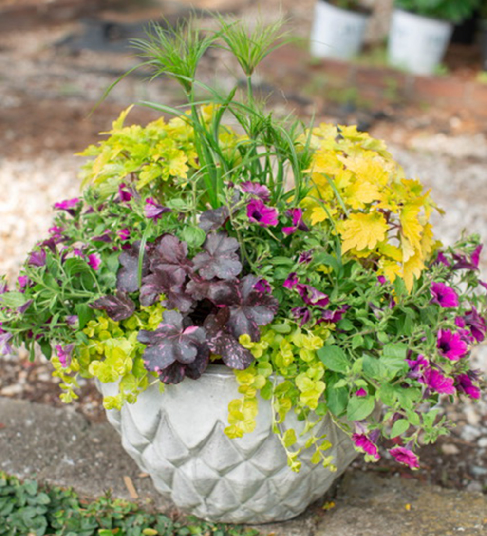 The Best Spiky Container Plants - FineGardening