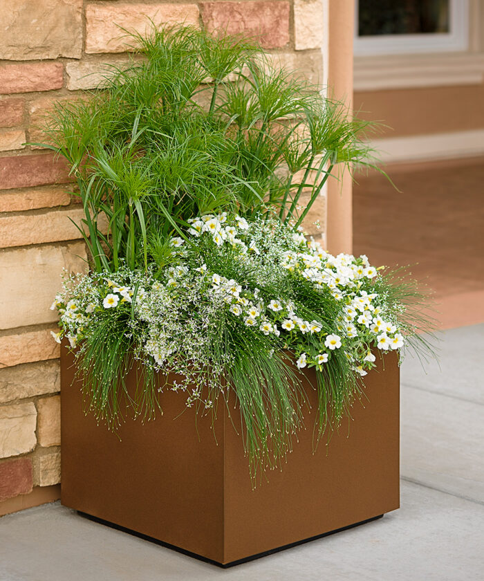 container with spiky plants