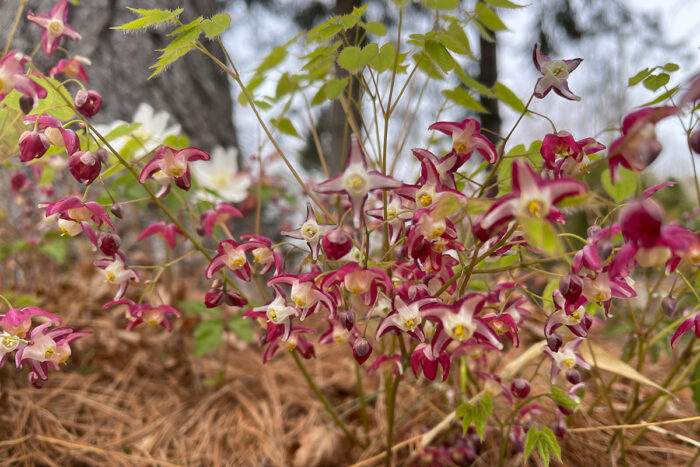 perennials for dry shade