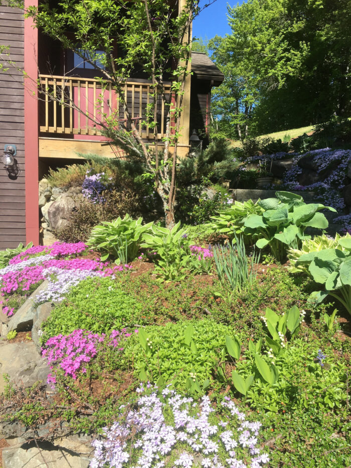 spring garden full of spreading pink flowers and hostas