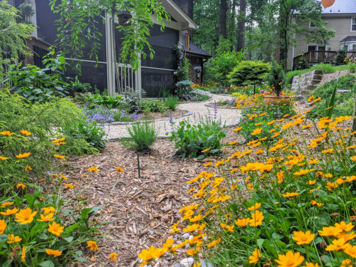 winding path cutting through the garden with lots of yellow flowers