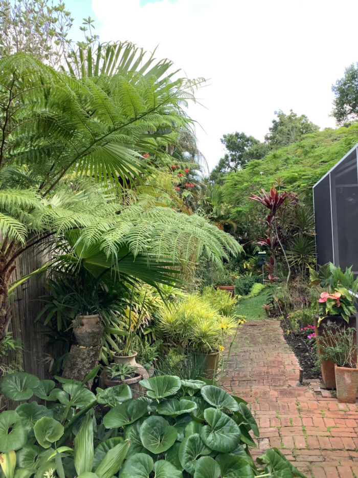 side garden full of tropical foliage plants