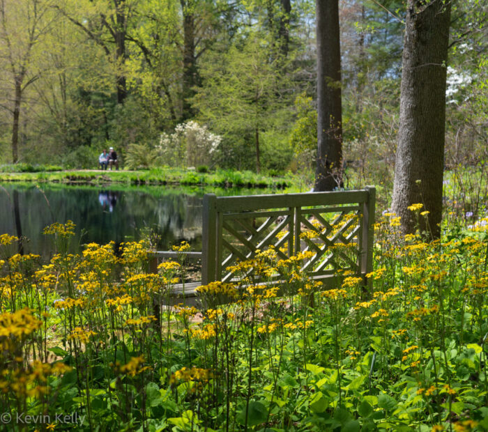 mass planting of yellow flowers next to a pond