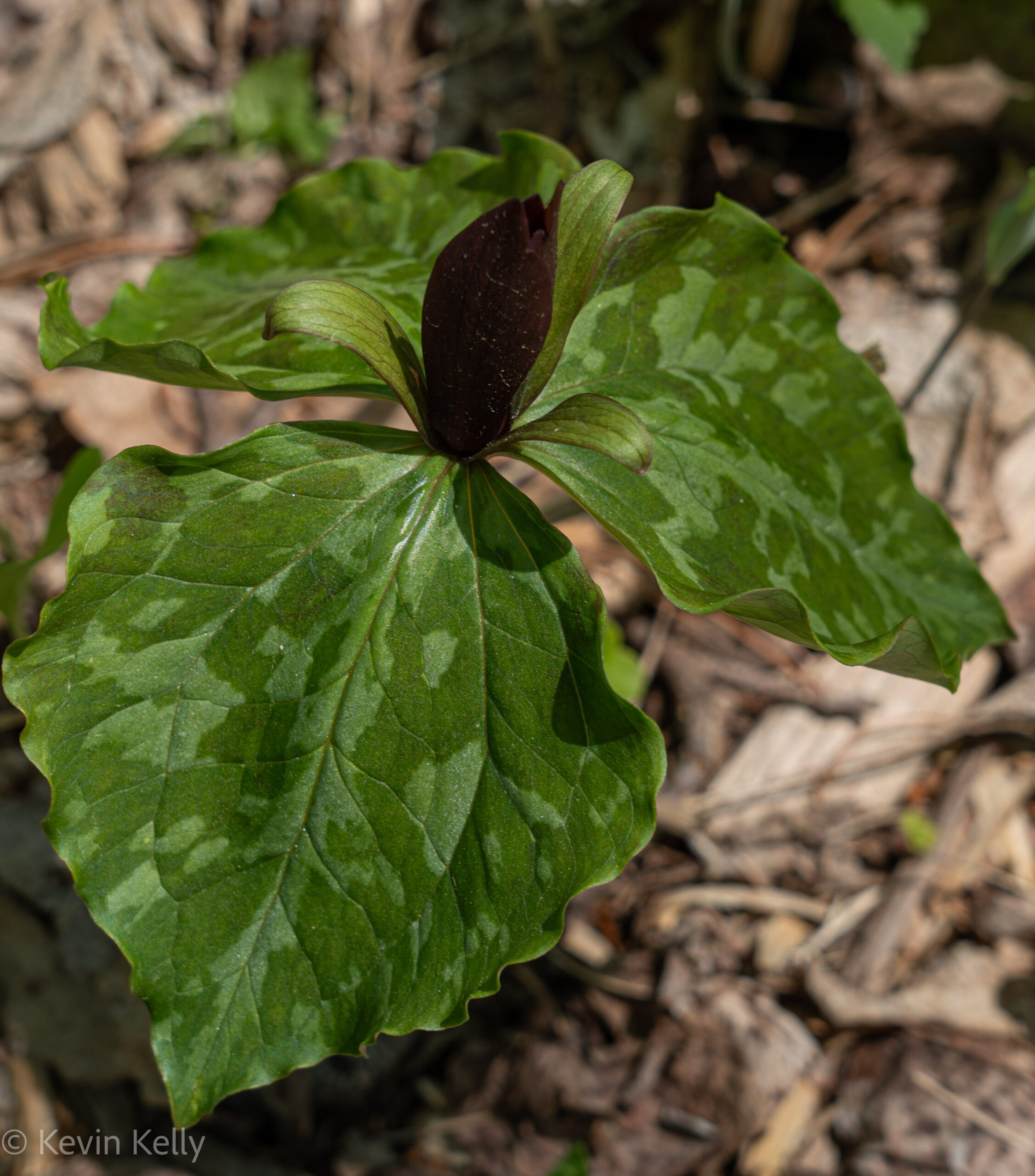 GPOD on the Road: Springtime at Mt. Cuba Center - FineGardening