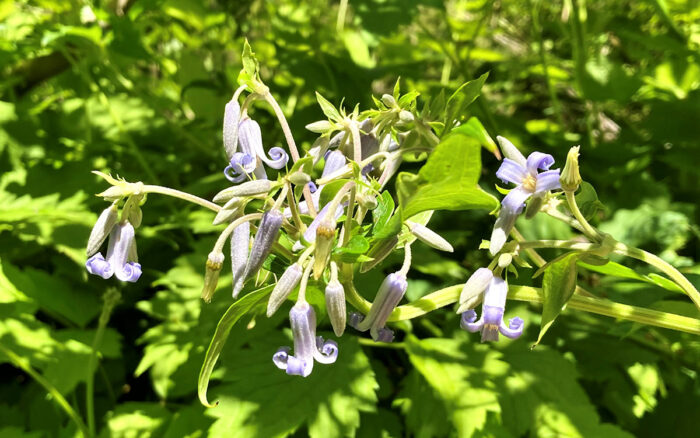 bush clematis