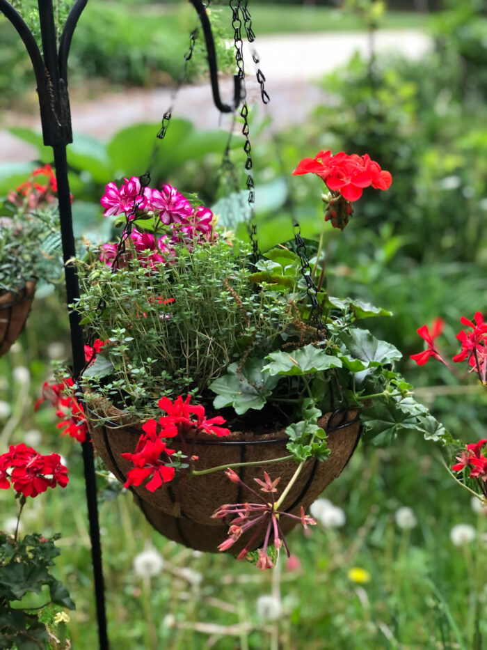 Carla’s Potted Plantings - Fine Gardening