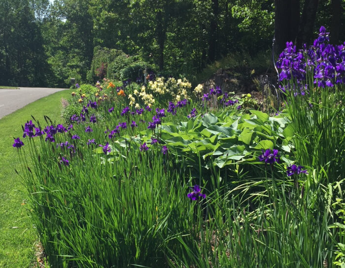 garden bed full of purple flowers