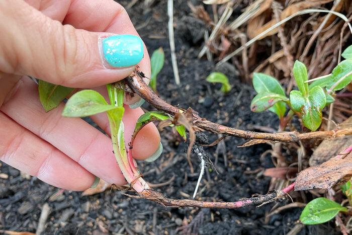 roots for propagation