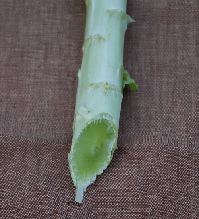 How to Grow Celtuce Fine Gardening