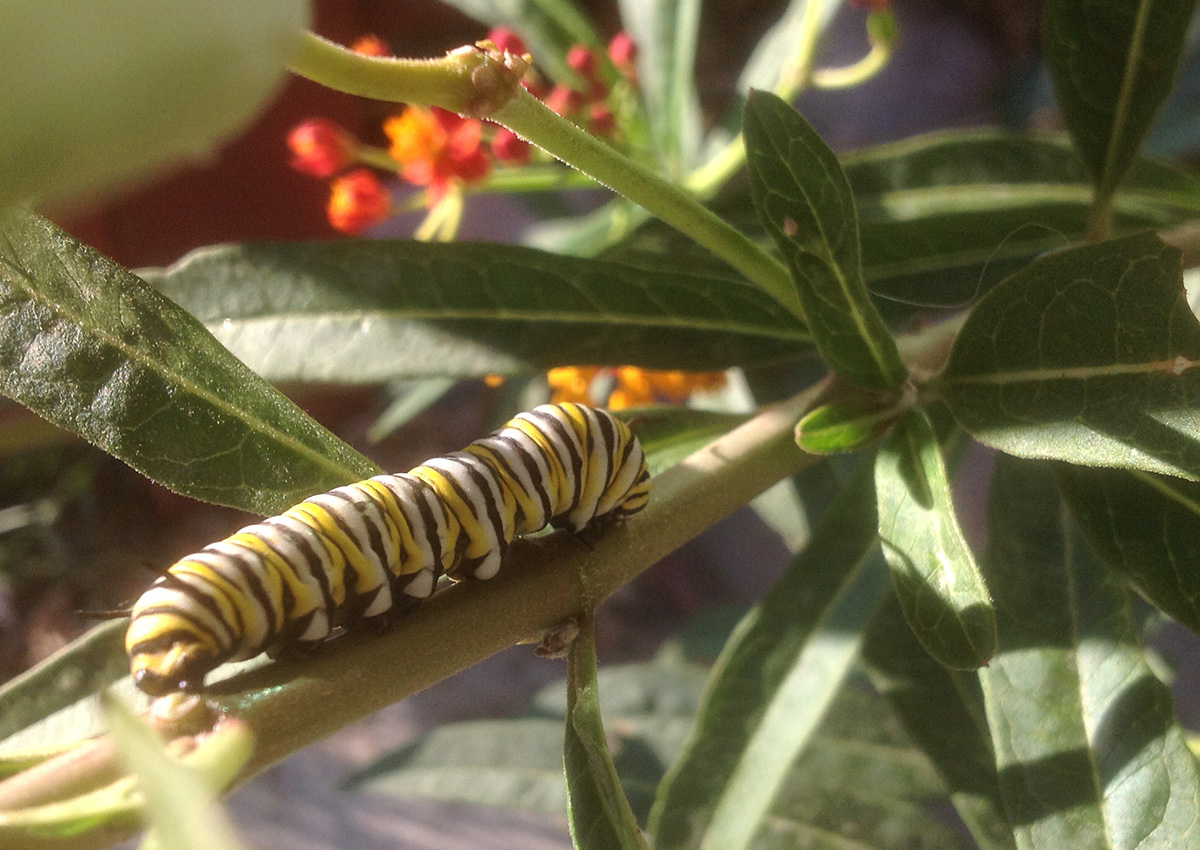 Monarch Butterfly Garden Kit -28 Species of Perennial Milkweed and  Wildflower Seeds - If You Grow it Monarchs Will Come - Kids STEM Project -  Create a