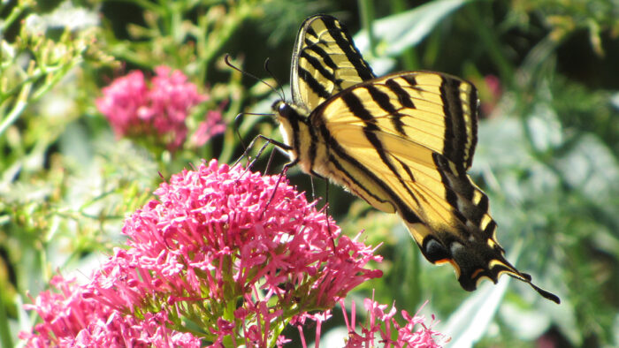 swallowtail butterfly on a pink flower