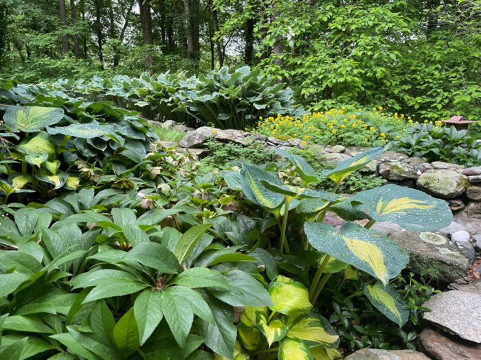 garden bed full of hostas