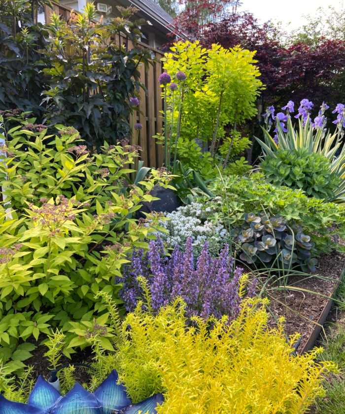 plants with bright green foliage and purple flowers