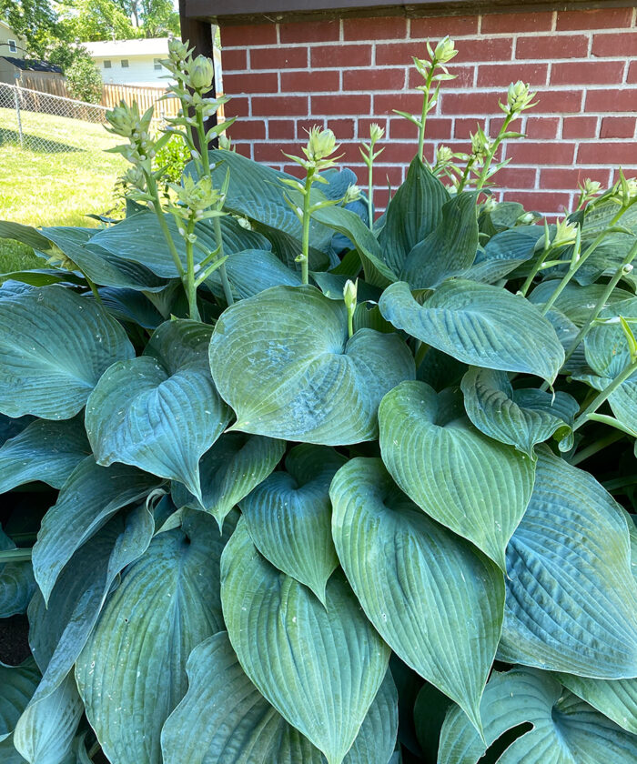 plants for dry shade