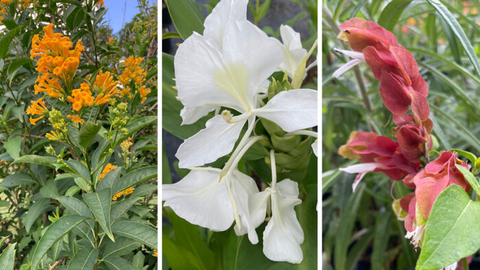 Tropical-Looking Plants