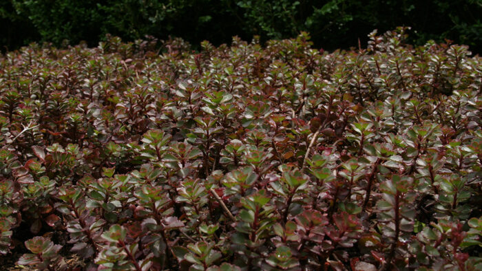 sedums