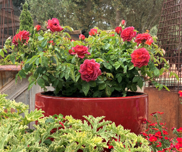 growing roses in containers