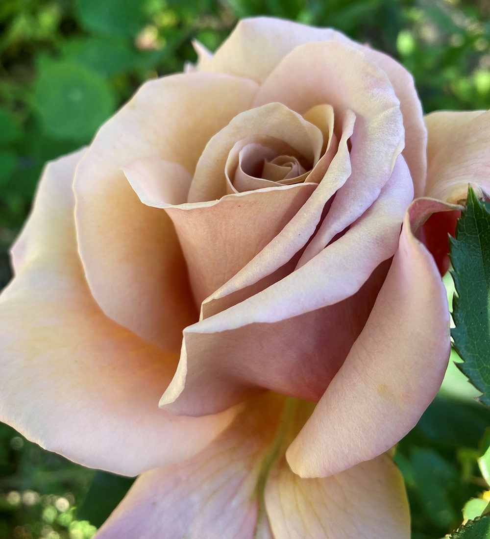 Falling in Love™ Hybrid Tea Rose