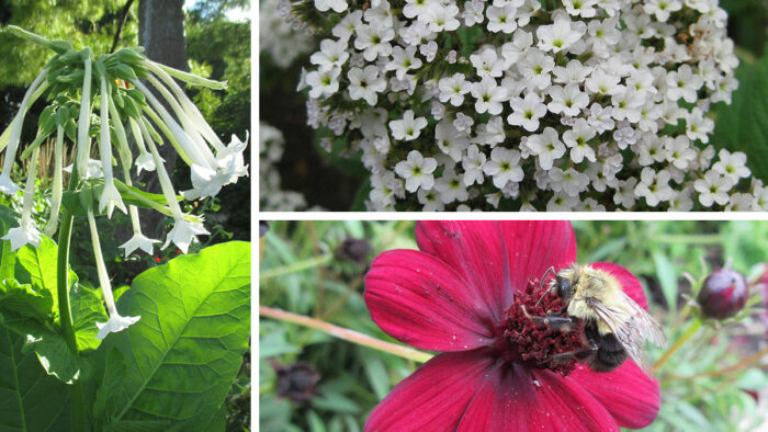 Fragrant Annuals