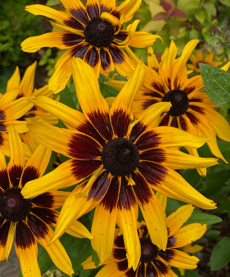 The Best Long-Lived Black-Eyed Susans - FineGardening