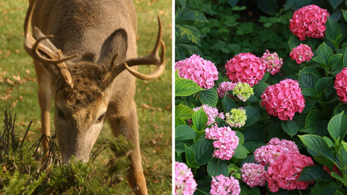 deer and hydrangeas