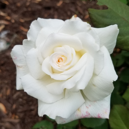 white rose bloom