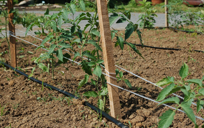 staked tomatoes