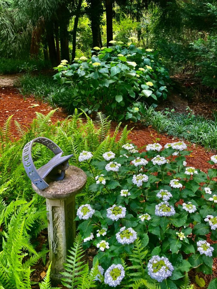 sun dial in the garden surrounded by plants