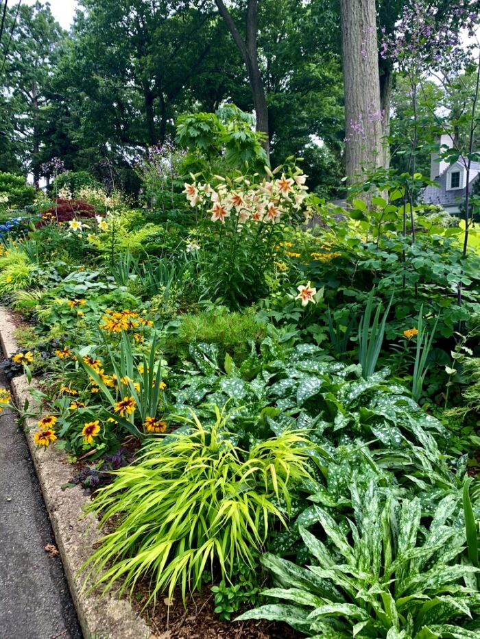 garden bed with lots of foliage plants and yellow flowers