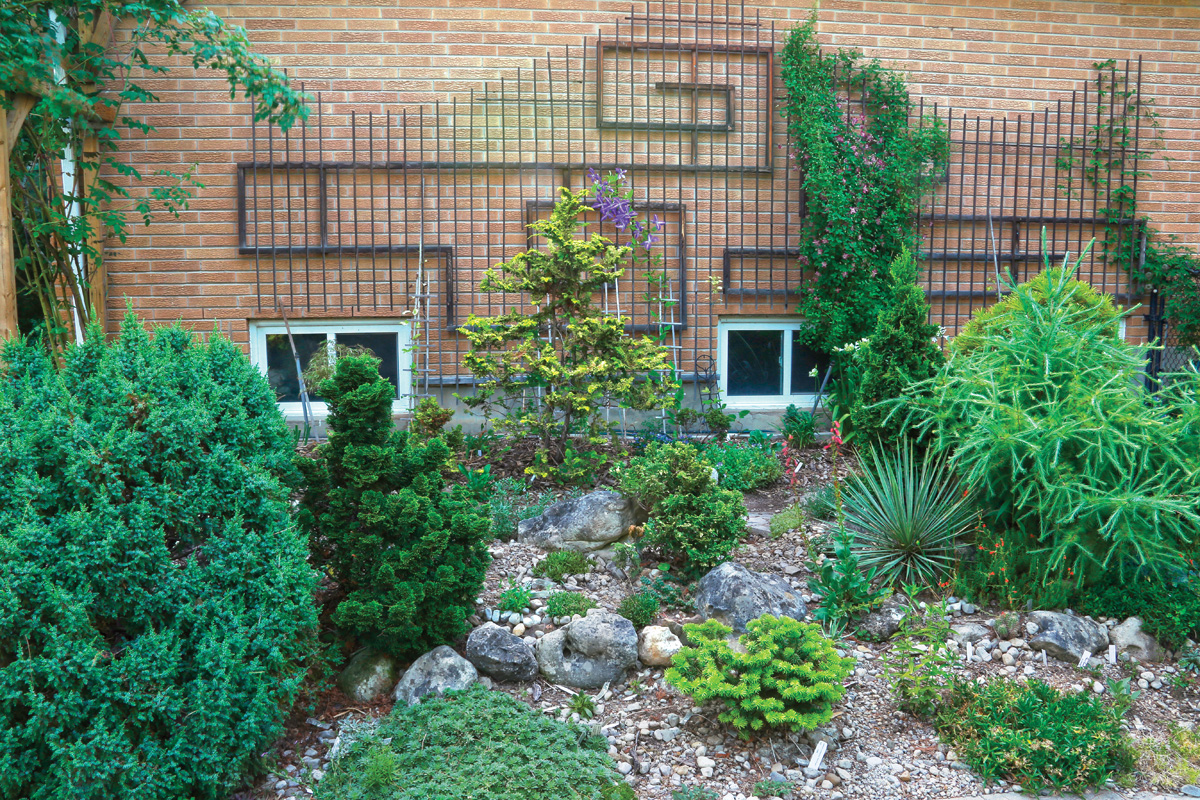 rockery and trellis with climbing vines