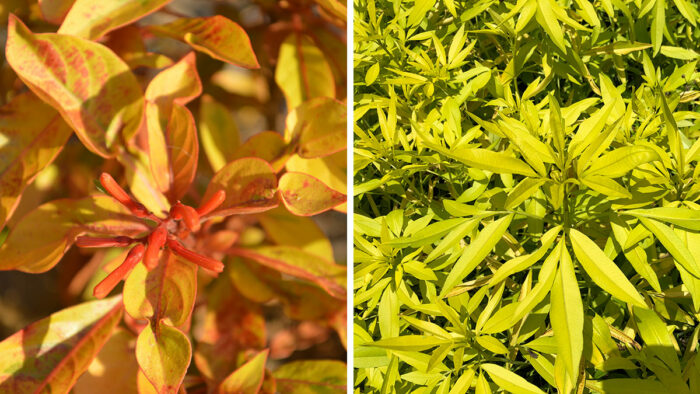 gold foliage plants