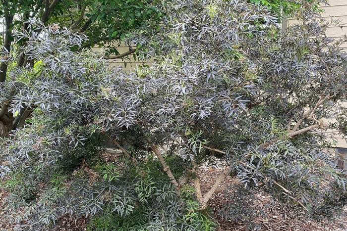 plant with purple foliage