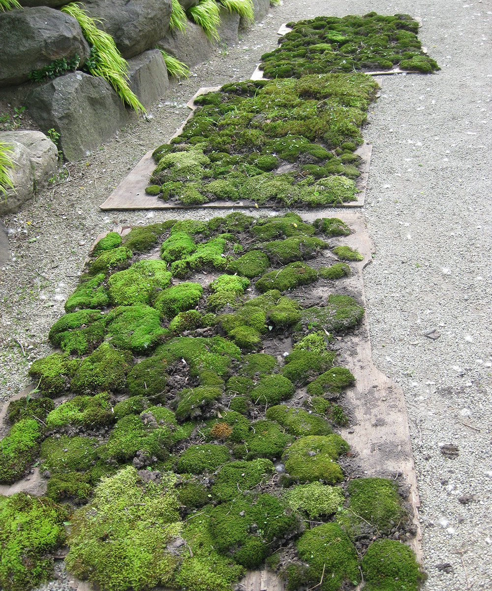 Go Green With Moss! Making a Moss Garden