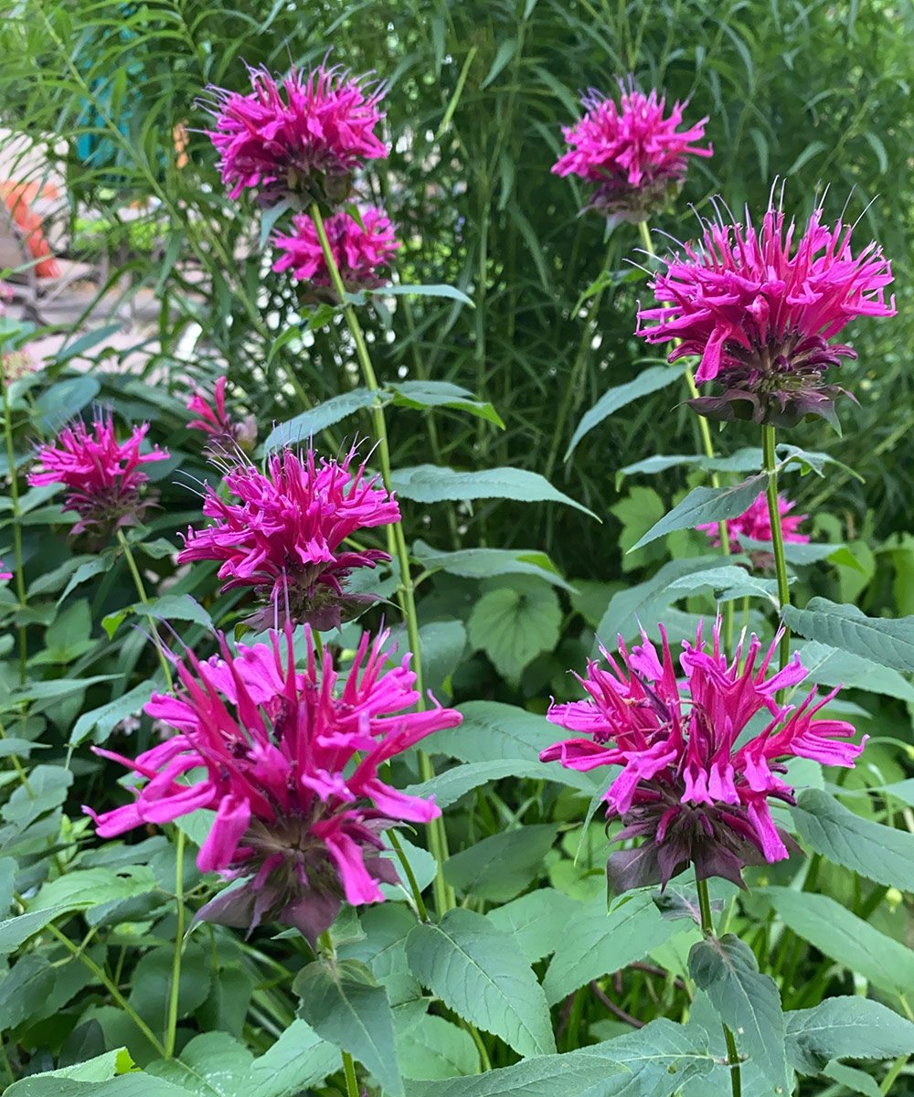 Native bee deals balm