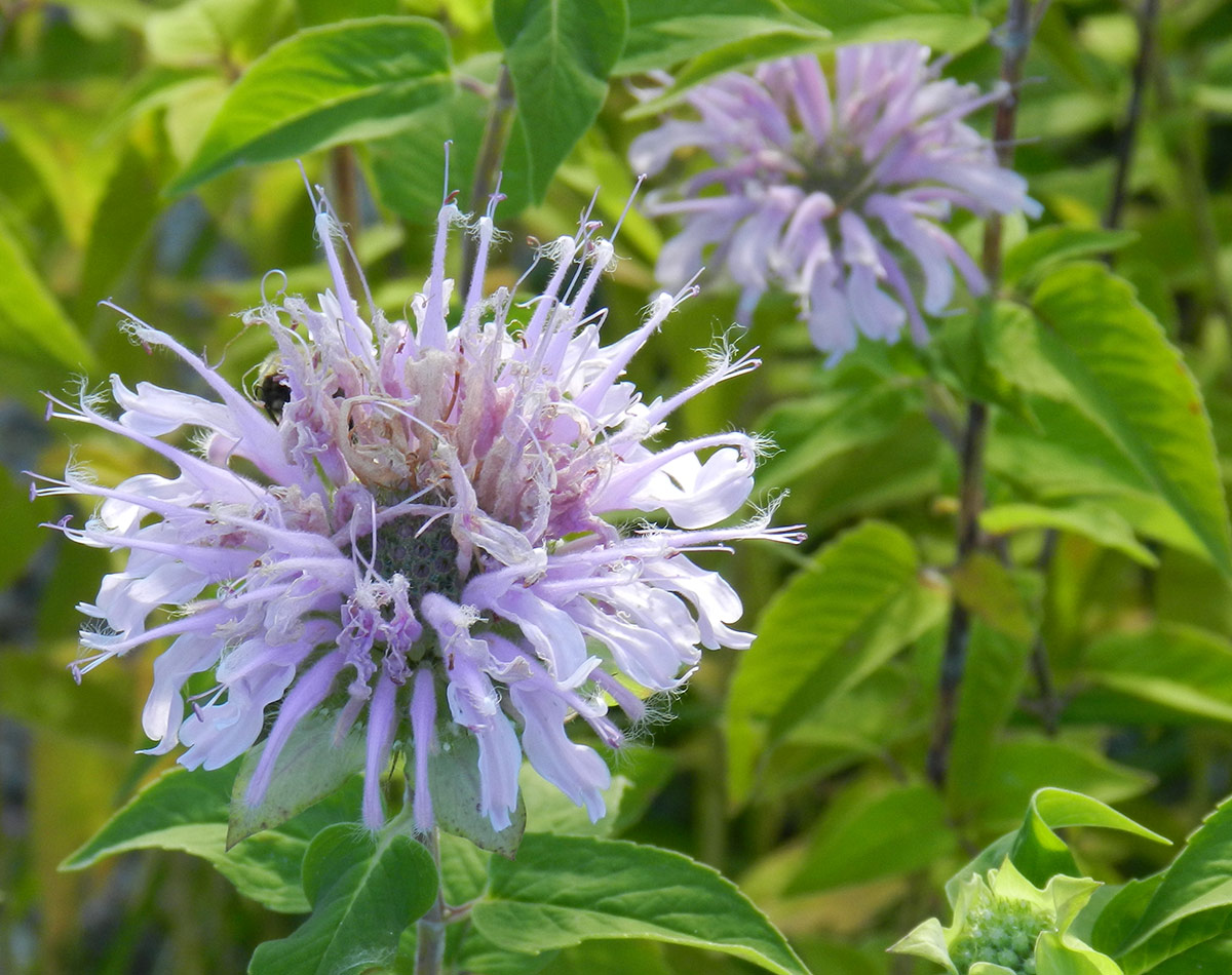 Where To Plant Bee Balm