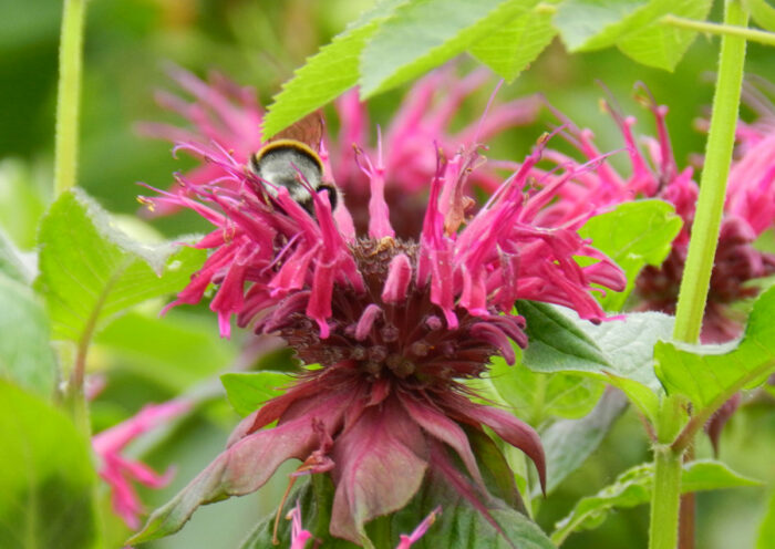 pink bee balm