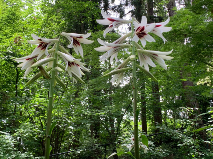 large white and pink lilies